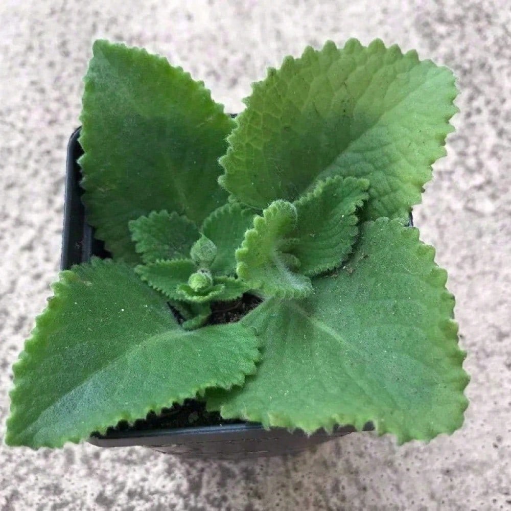 High Germination Rate Oregano Heirloom Nongmo Herb Plant Seeds For Gardening