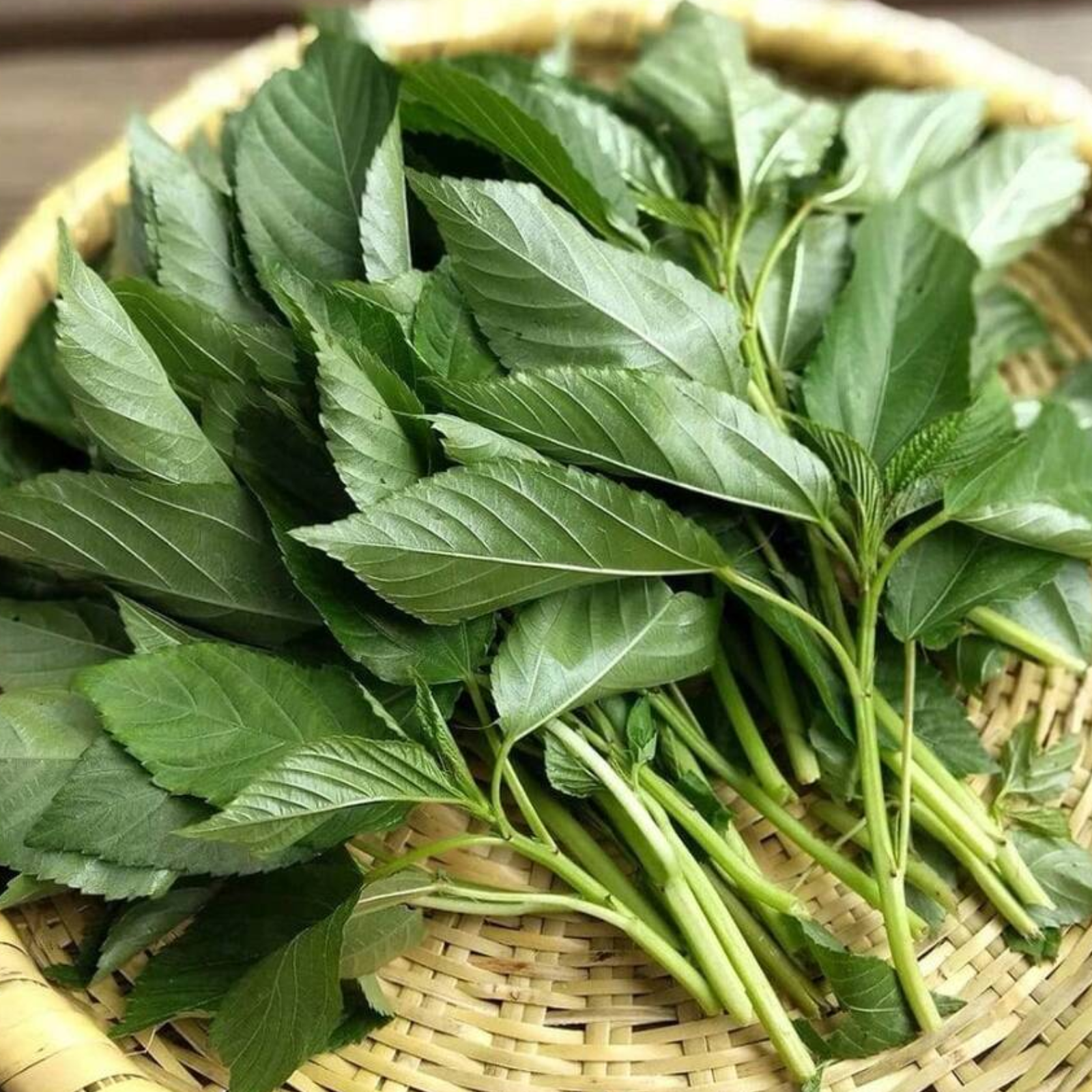 Non Gmo Perennial Egyptian Spinach Plants Seeds For Growing Fresh Molokhia