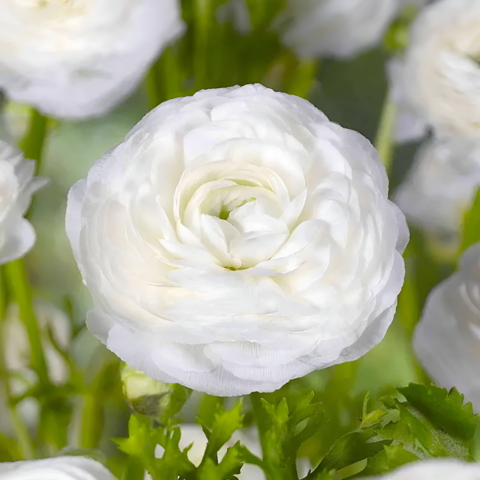 A Garden of Eternal Elegance