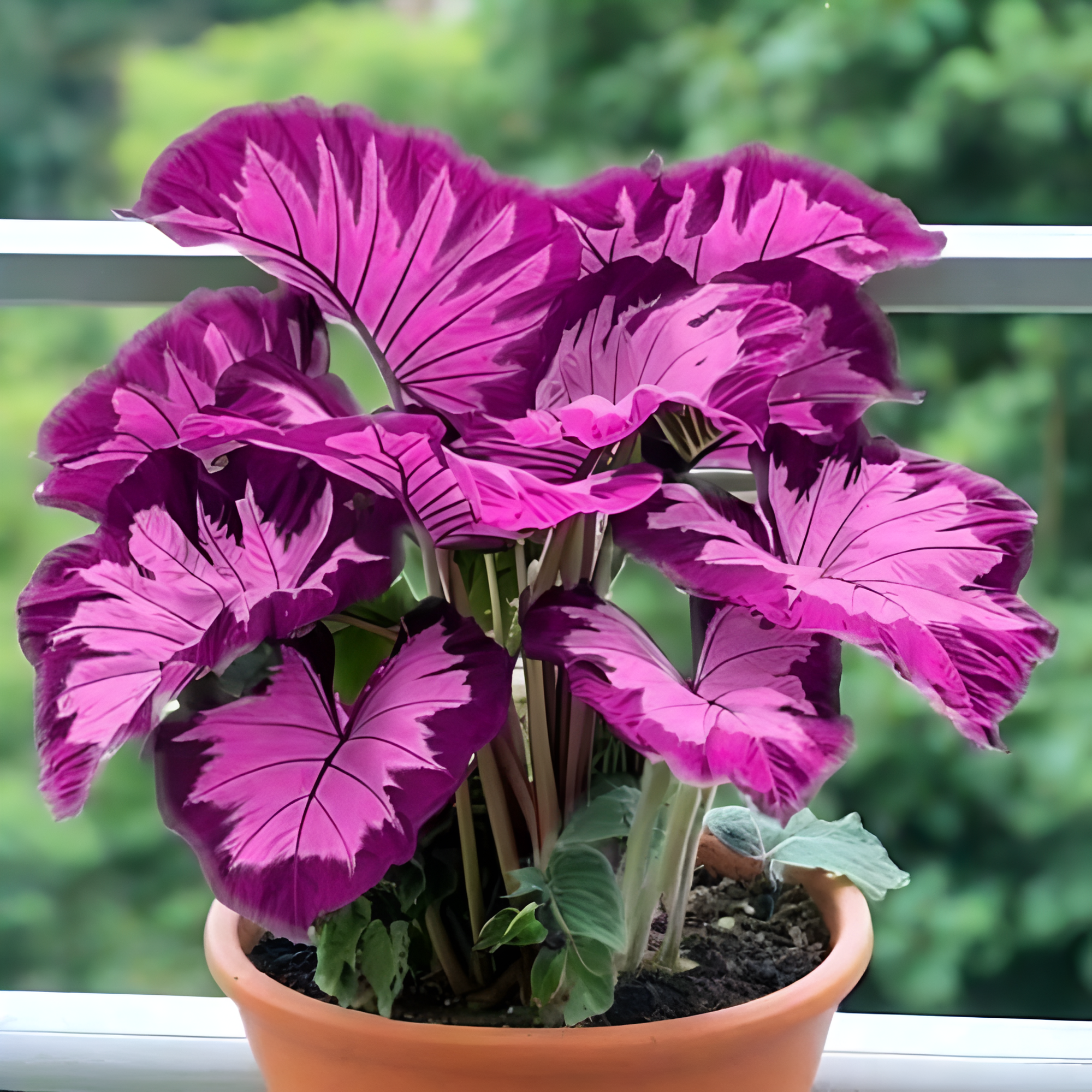 100 Elephant Ear Plant Seeds100 Pieces Of Perennial Elephant Plant Seeds - Image 3