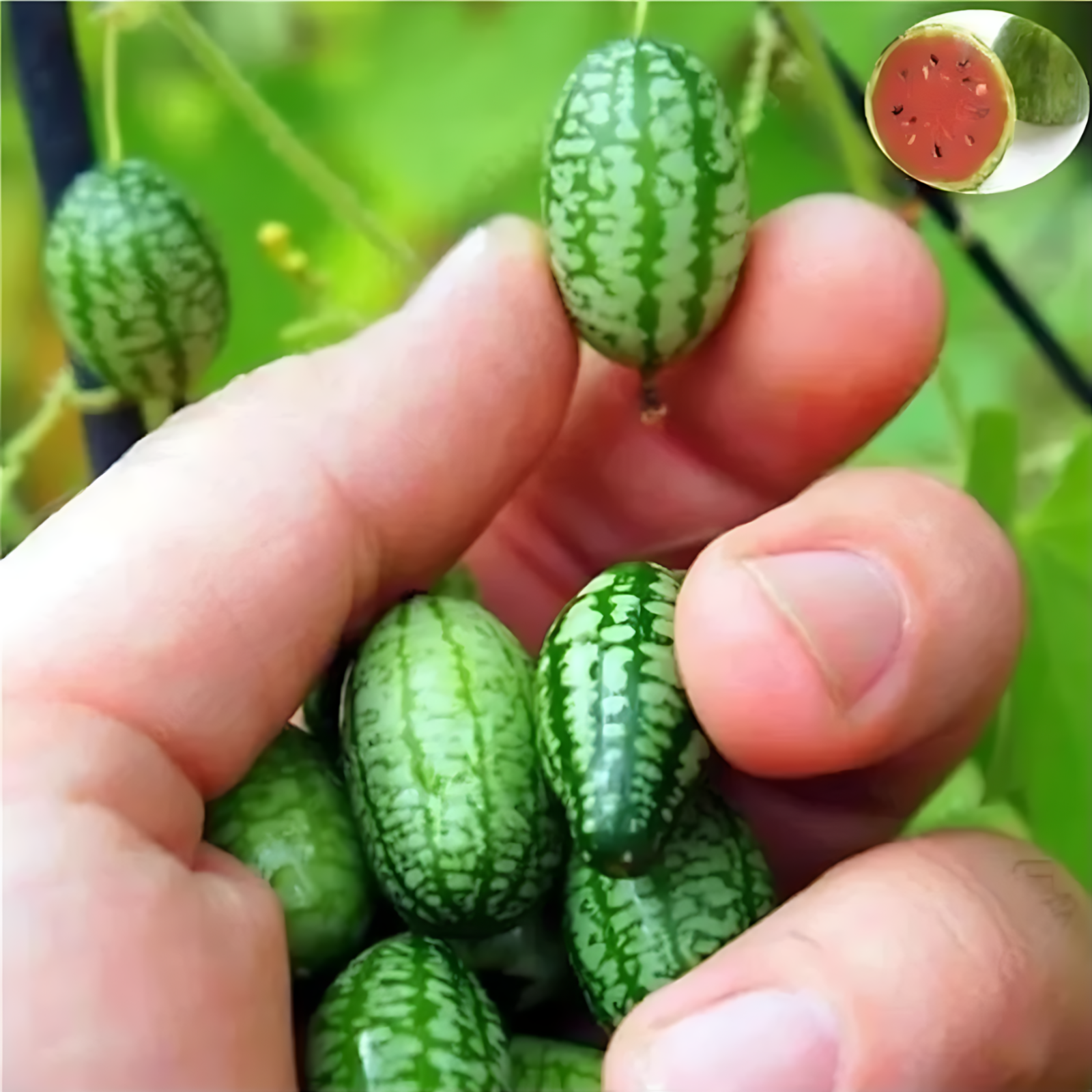 Mini Watermelon Vine Seeds For Backyard GardensMini Watermelon Plant Seeds For Garden - Image 5