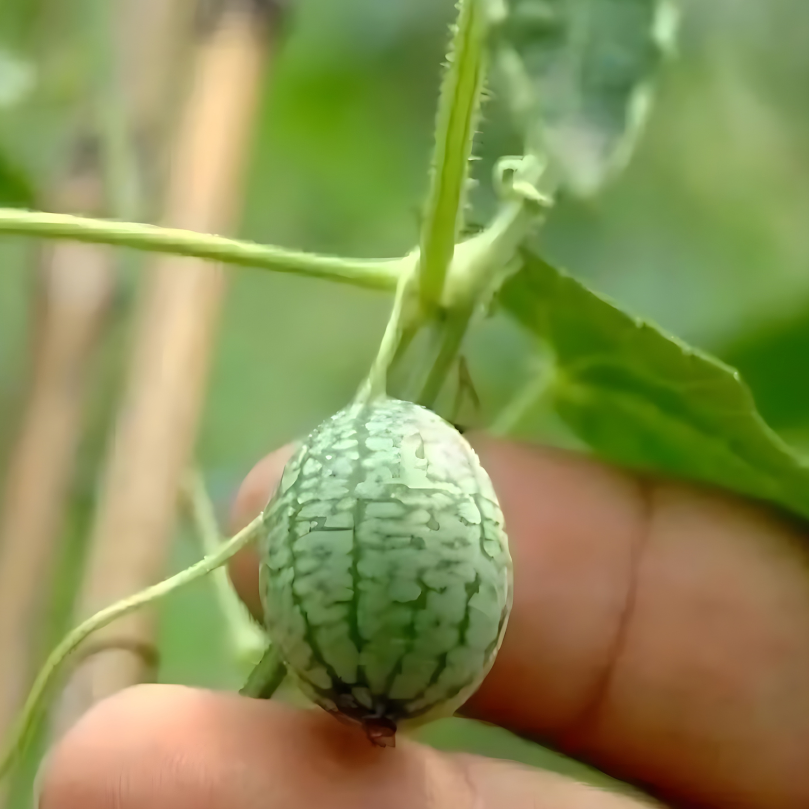 Mini Watermelon Vine Seeds For Backyard GardensMini Watermelon Plant Seeds For Garden - Image 6