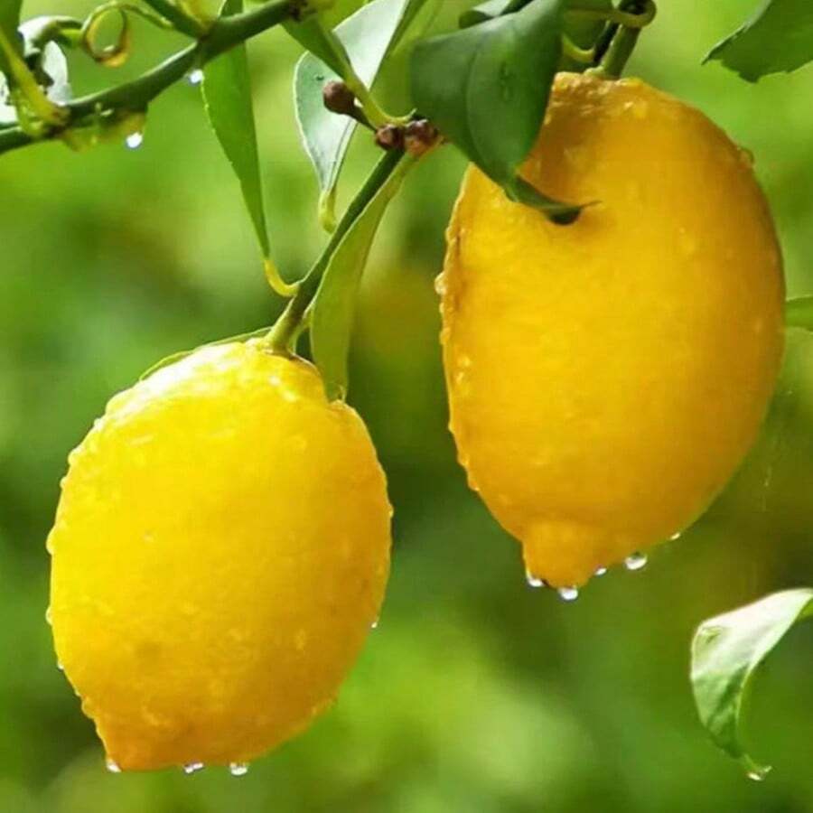 Lemon Fruit Tree Seedlings For Patio Garden And Container Planting