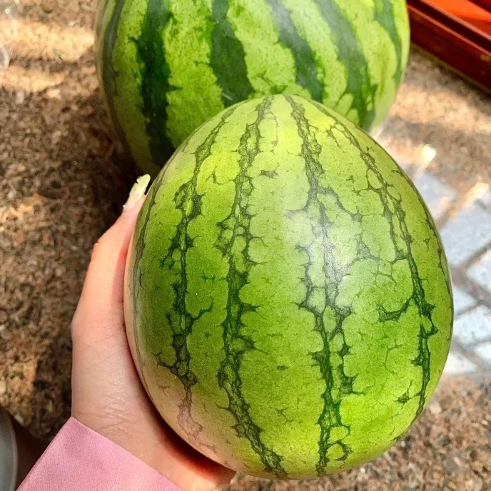 Ruby Watermelon Seeds - High Yield, Sweet & Juicy, Perfect for Pot Cultivation