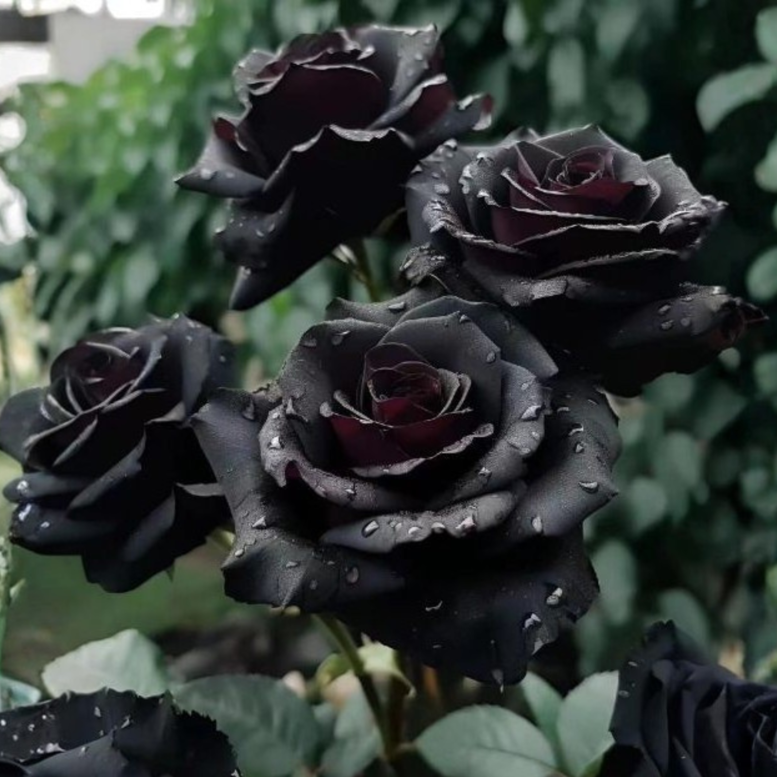 Exotic Black Rose Flower Seeds For Garden LandscapingExotic Black Rose Flower Seeds For Garden Landscaping - Image 6