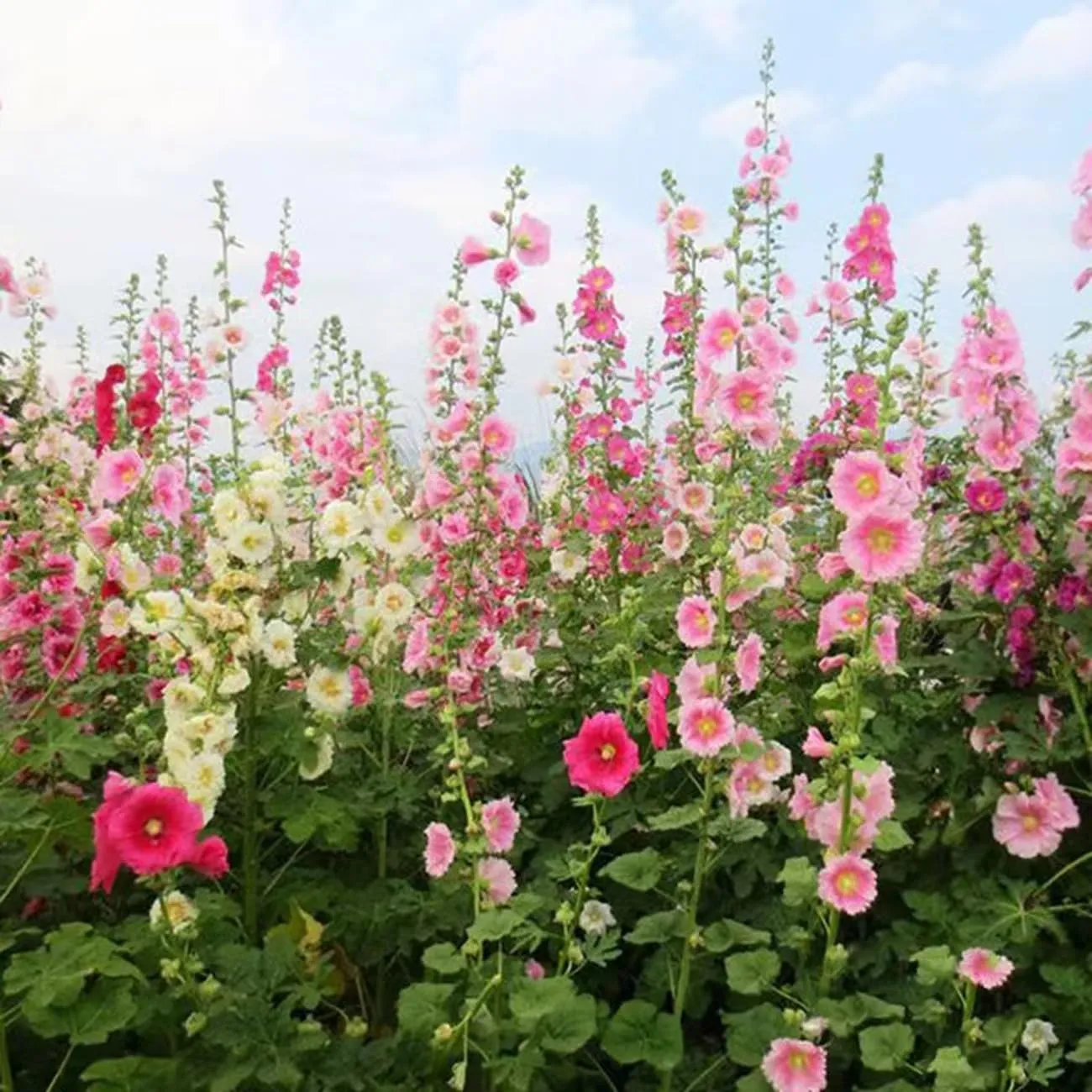 Double Hollyhock Flower Seeds For Tall Garden Blooms
