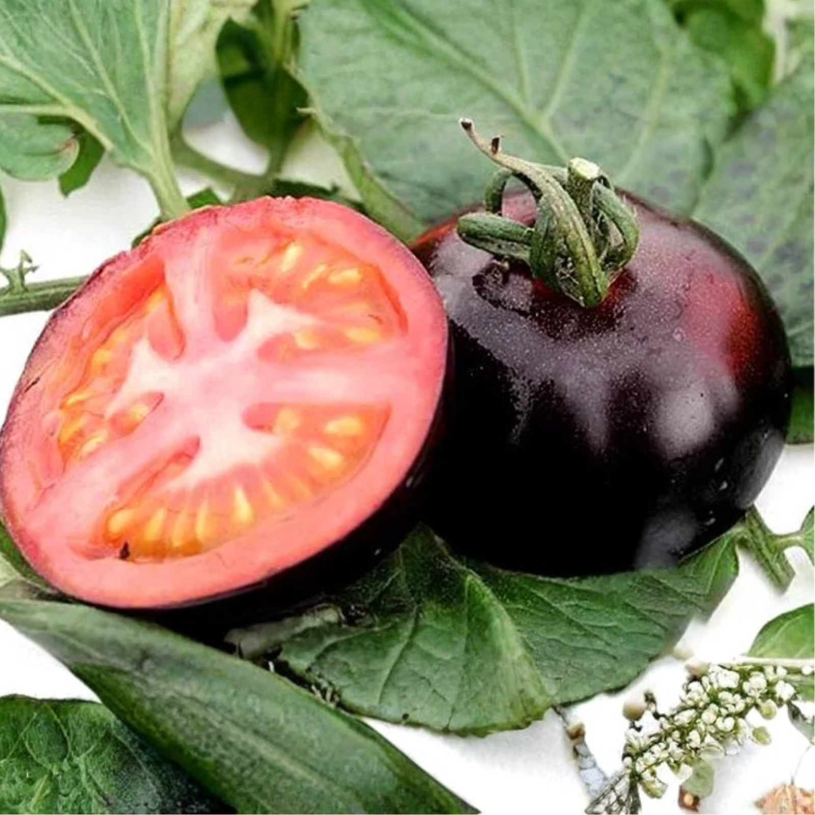 Black Tomato Garden Seeds For Gourmet Growing