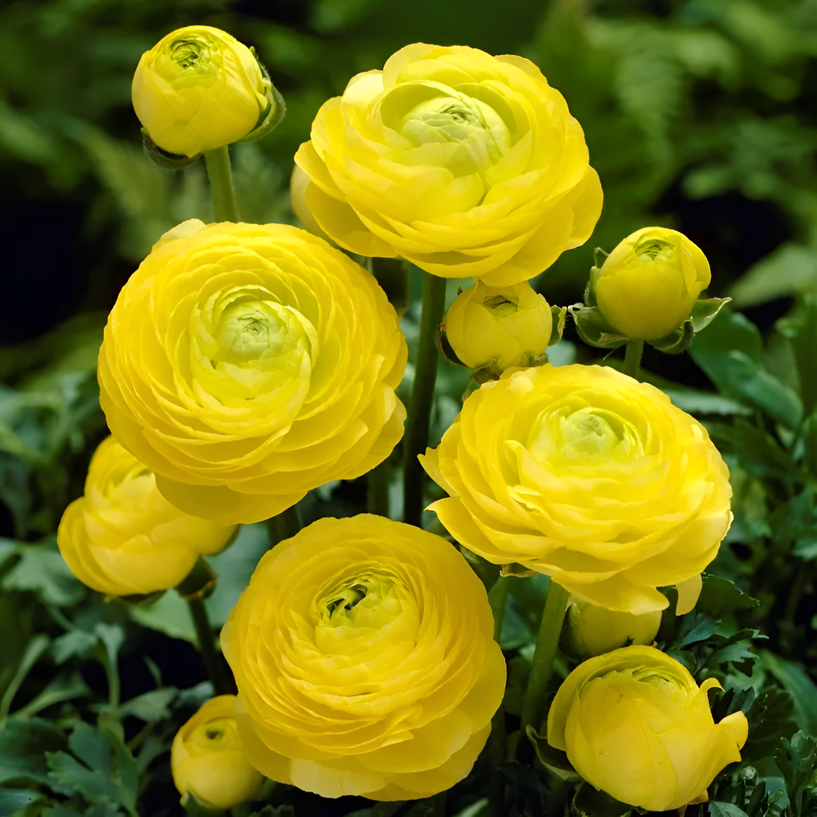 A Garden of Eternal EleganceRanunculus Flower Bulbs For Garden Beds And Floral Bouquets - Image 7