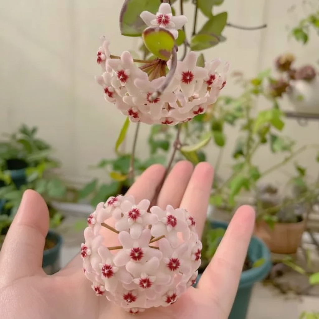 Ball Orchid Flower Seeds for Home Garden Planting