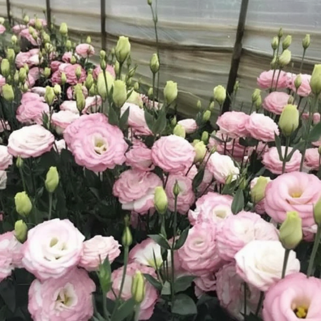 Lisianthus Grandiflorum Seeds