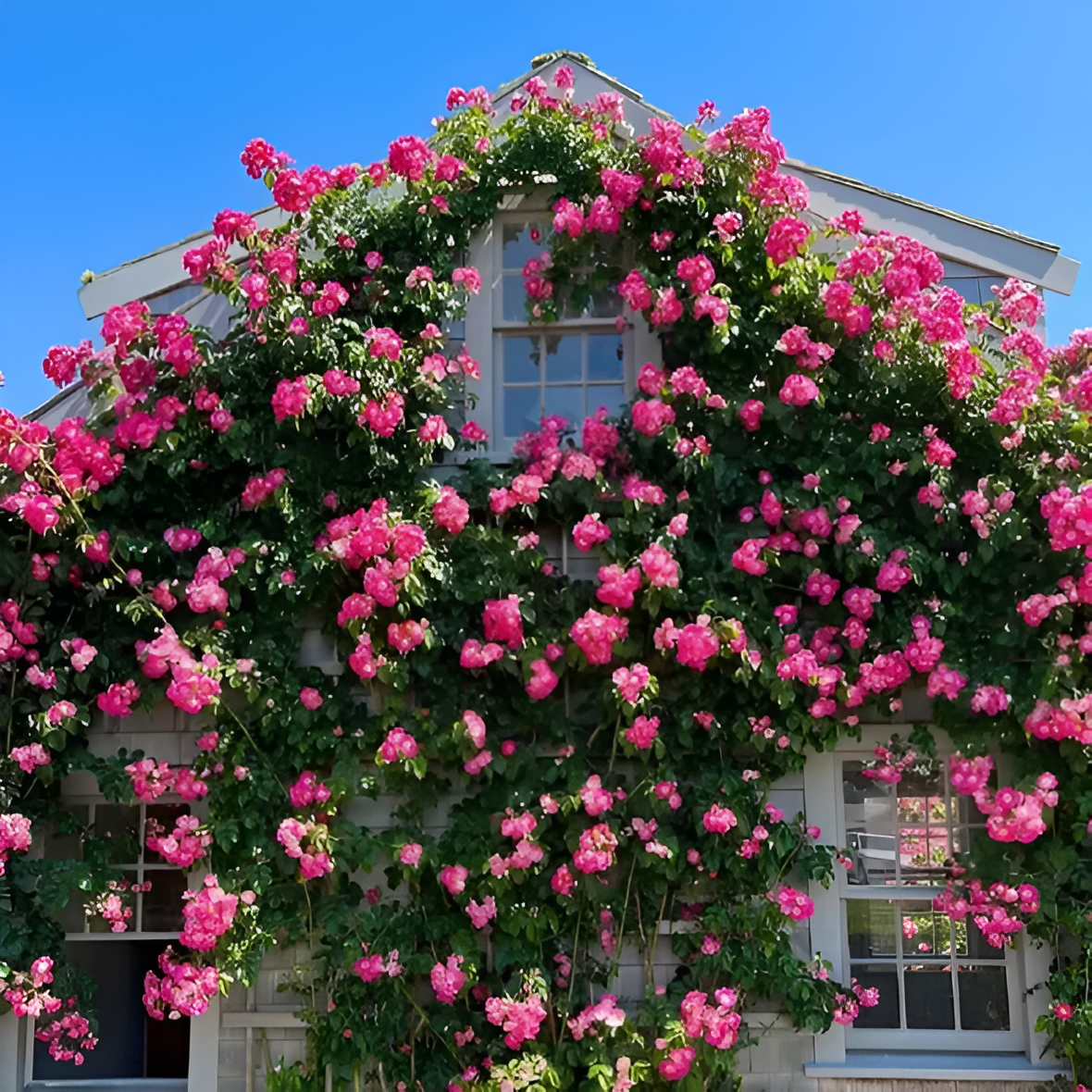 Climbing Rose Flower Seeds For Trellis Fence And Garden Planting