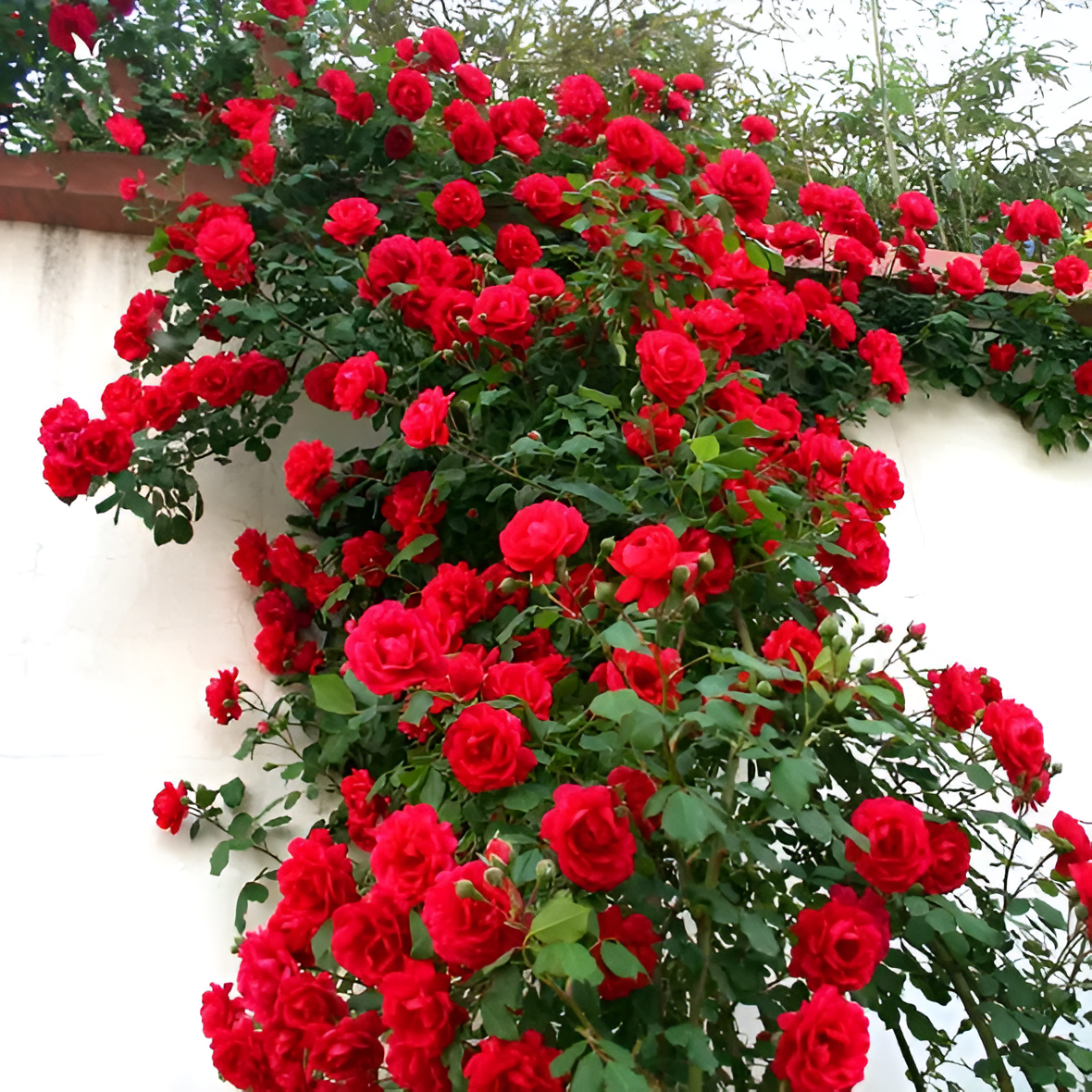Climbing Rose Flower Seeds For Trellis Fence And Garden Planting
