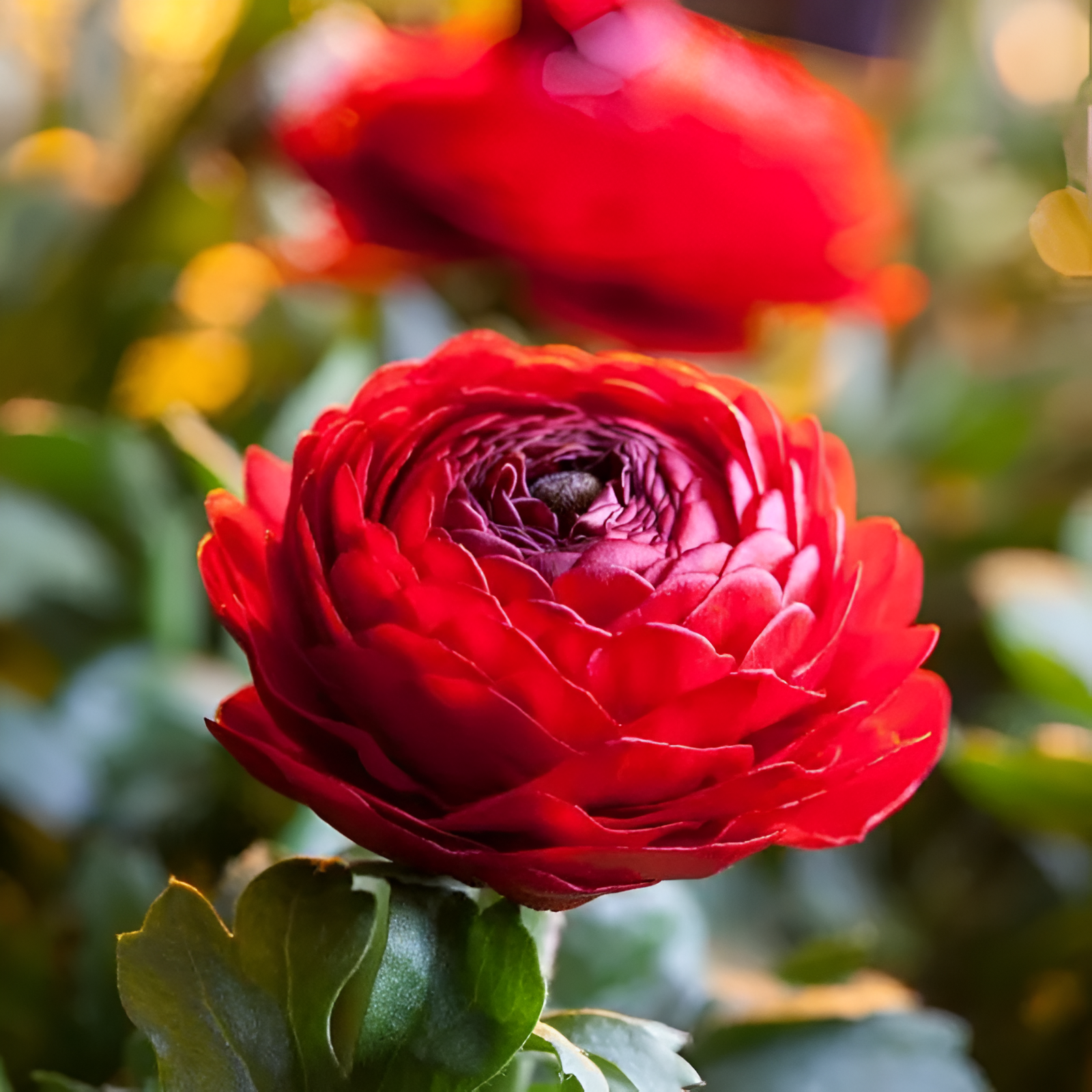 A Garden of Eternal Elegance
