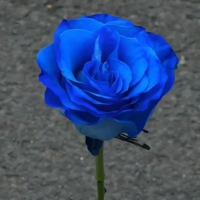 Blue Enchantress Rose Seeds