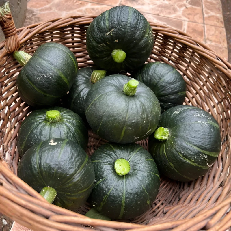 Mini Pumpkin Seeds For Home Vegetable Garden