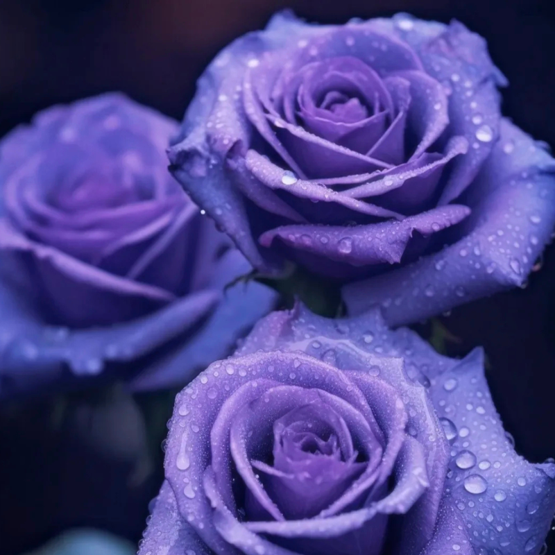 Mini Rose Flower Seeds For Small Garden SpacesMini Rose Flower Seeds For Small Garden Spaces - Image 5