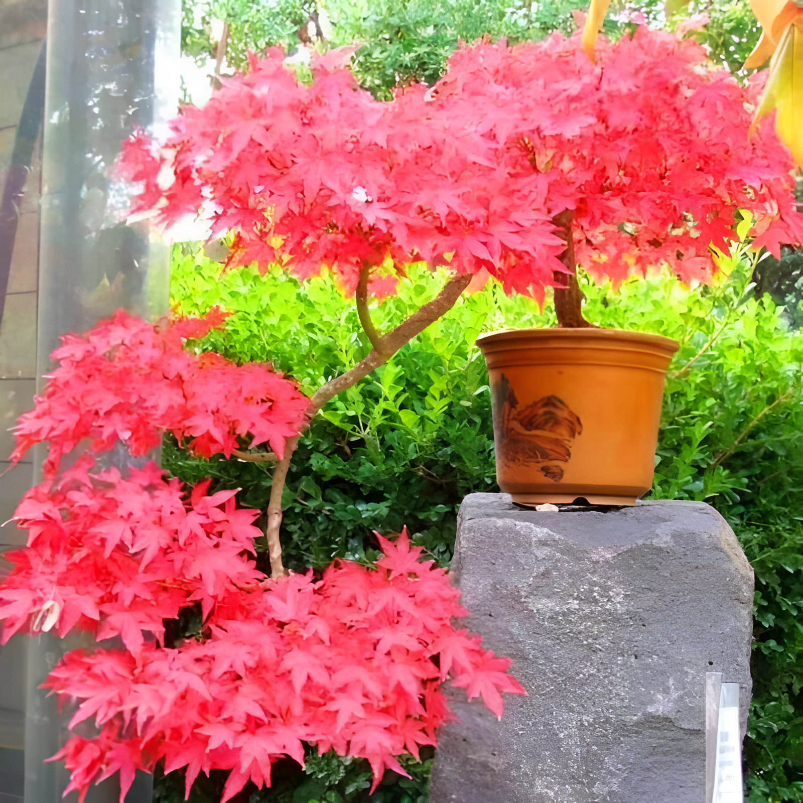 Japanese Red Maple Tree For Garden Decoration And Outdoor Flowering Seeds