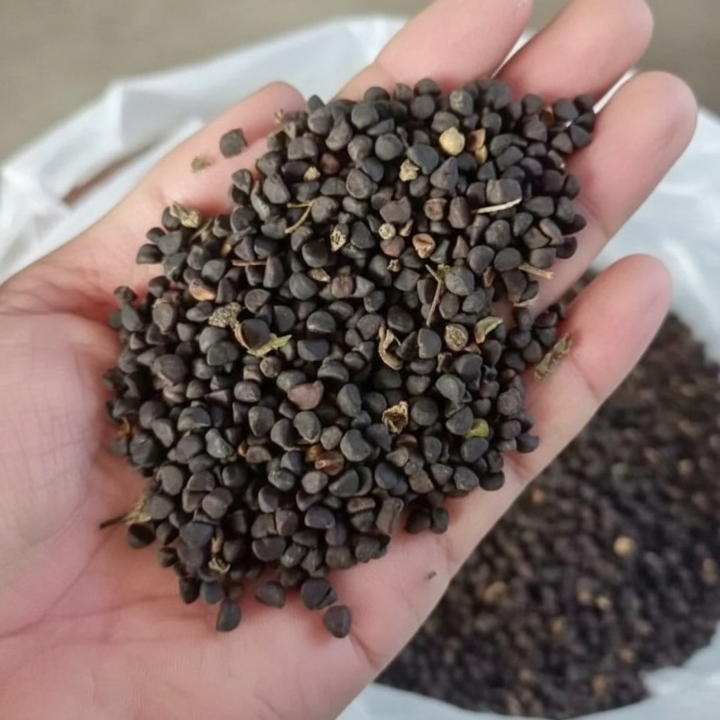 200 Pieces Bright Color Mix Dahlia Flower For Garden 200 Pieces Bright Color Mix Dahlia Flower Seed For Garden  - Image 4