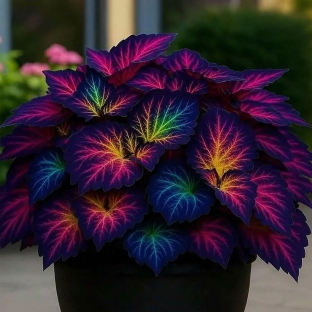 Colorful Coleus Plant For Indoor And Outdoor Garden Decor