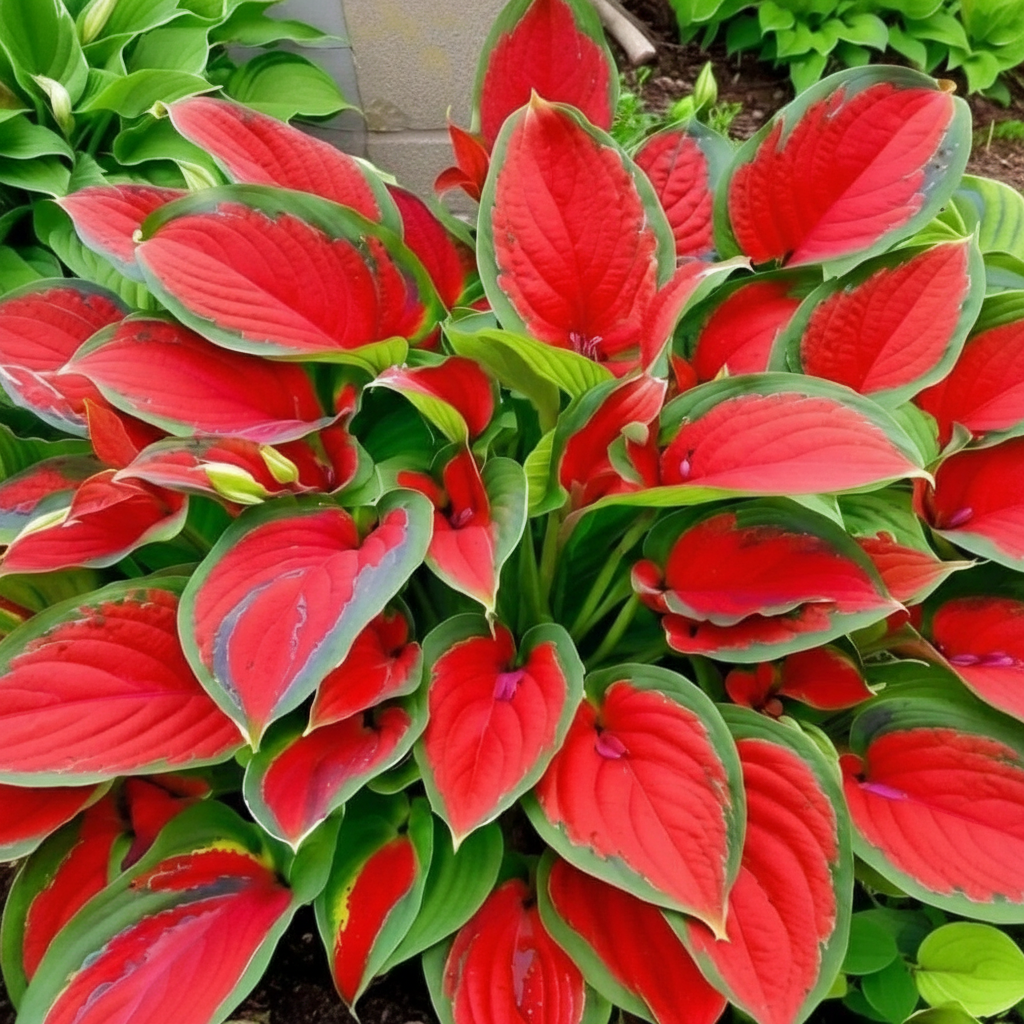 200 pcs Hosta Plant Planting Seeds200 Pieces Of Hosta Shade Perennial Plant For Garden Decor - Image 2