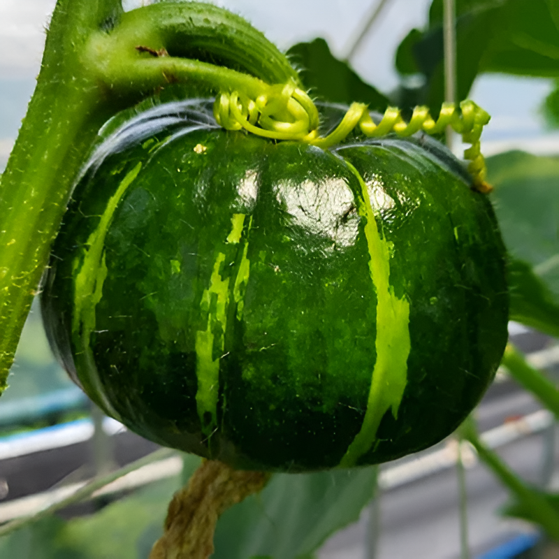 Mini Pumpkin Seeds For Home Vegetable GardenMini Pumpkin Seeds For Home Vegetable Garden - Image 8