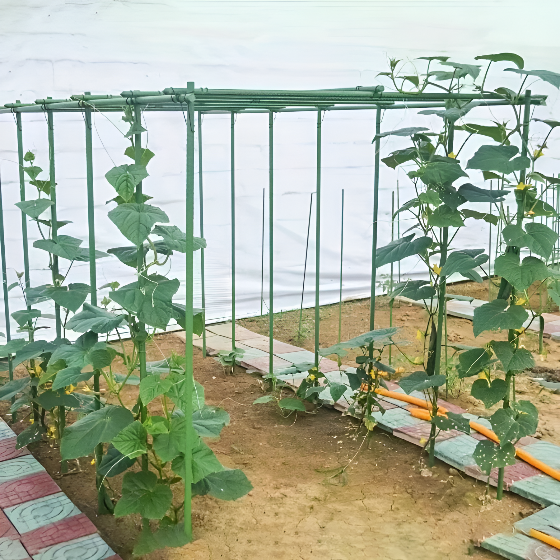 Sturdy Metal Climbing Plant Garden Trellis - Suitable For Various Plants, Cucumbers, Beans And Tomatoes - Plant