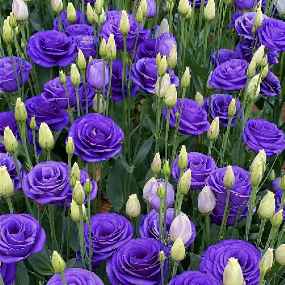 Lisianthus Flower Seeds For Garden Blooming Plants