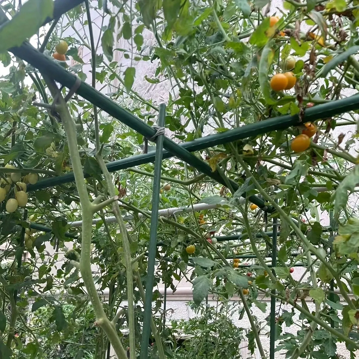 Sturdy Freely Combinable Garden Plant Support Set For Greenhouse Outdoor Gardening