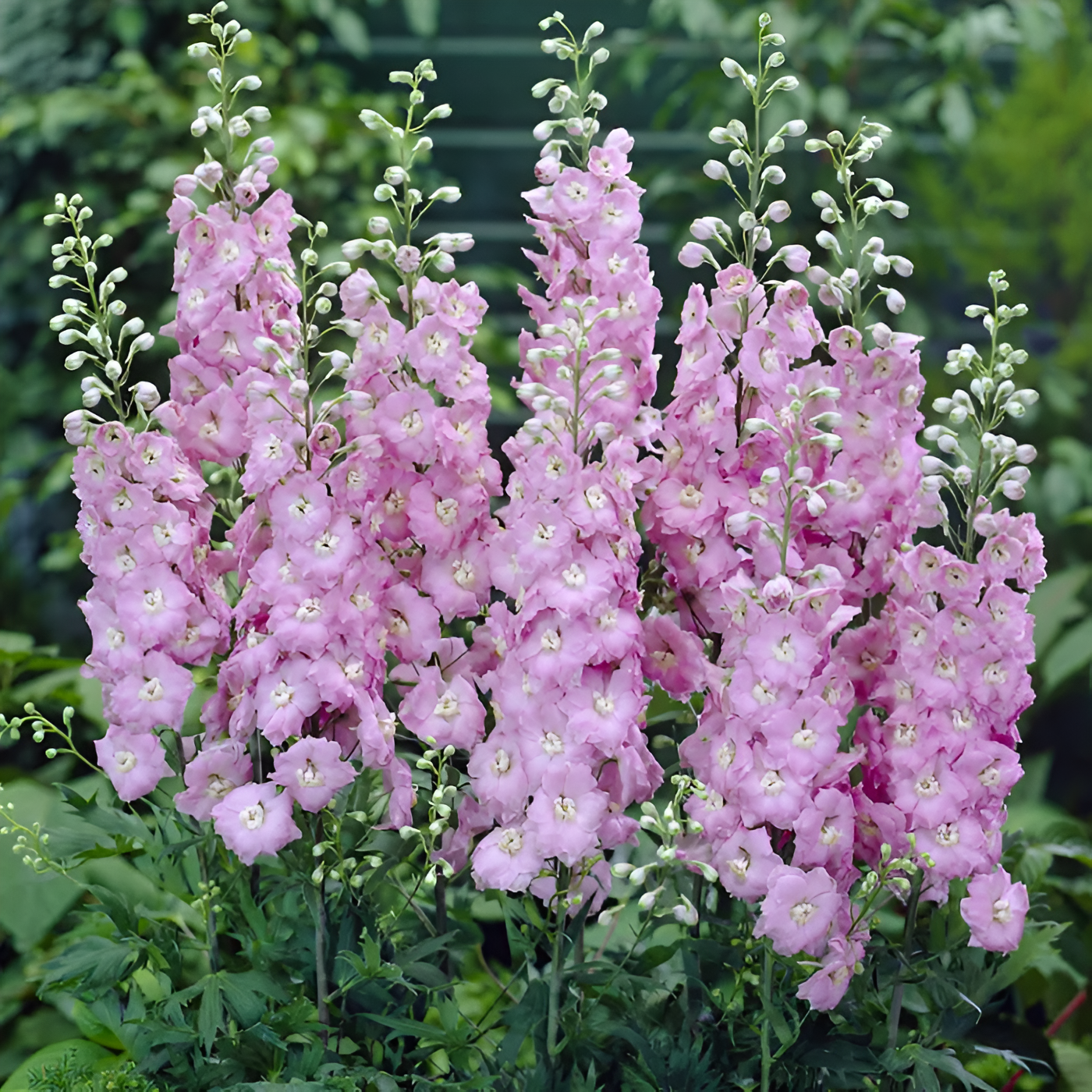 Delphinium Flower Seeds For Cottage GardenDelphinium Flower Seeds For Cottage Garden - Image 3