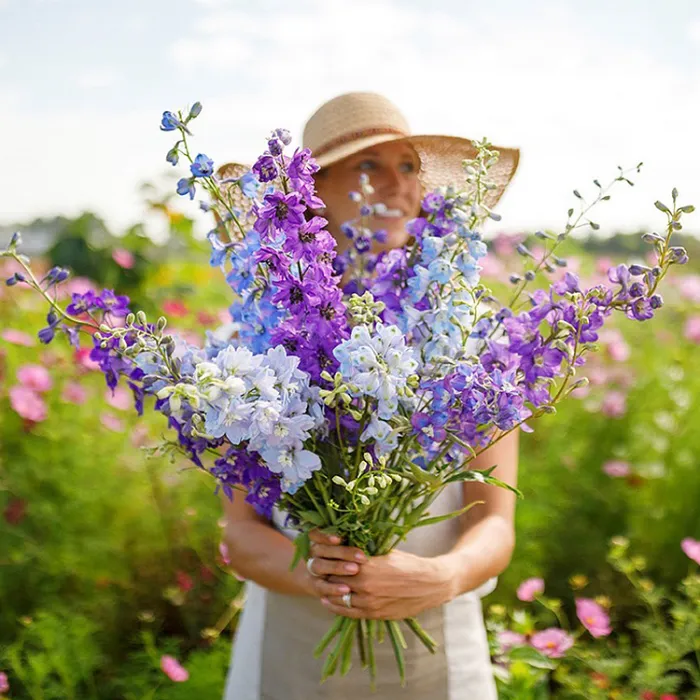 Delphinium Flower Seeds For Cottage Garden
