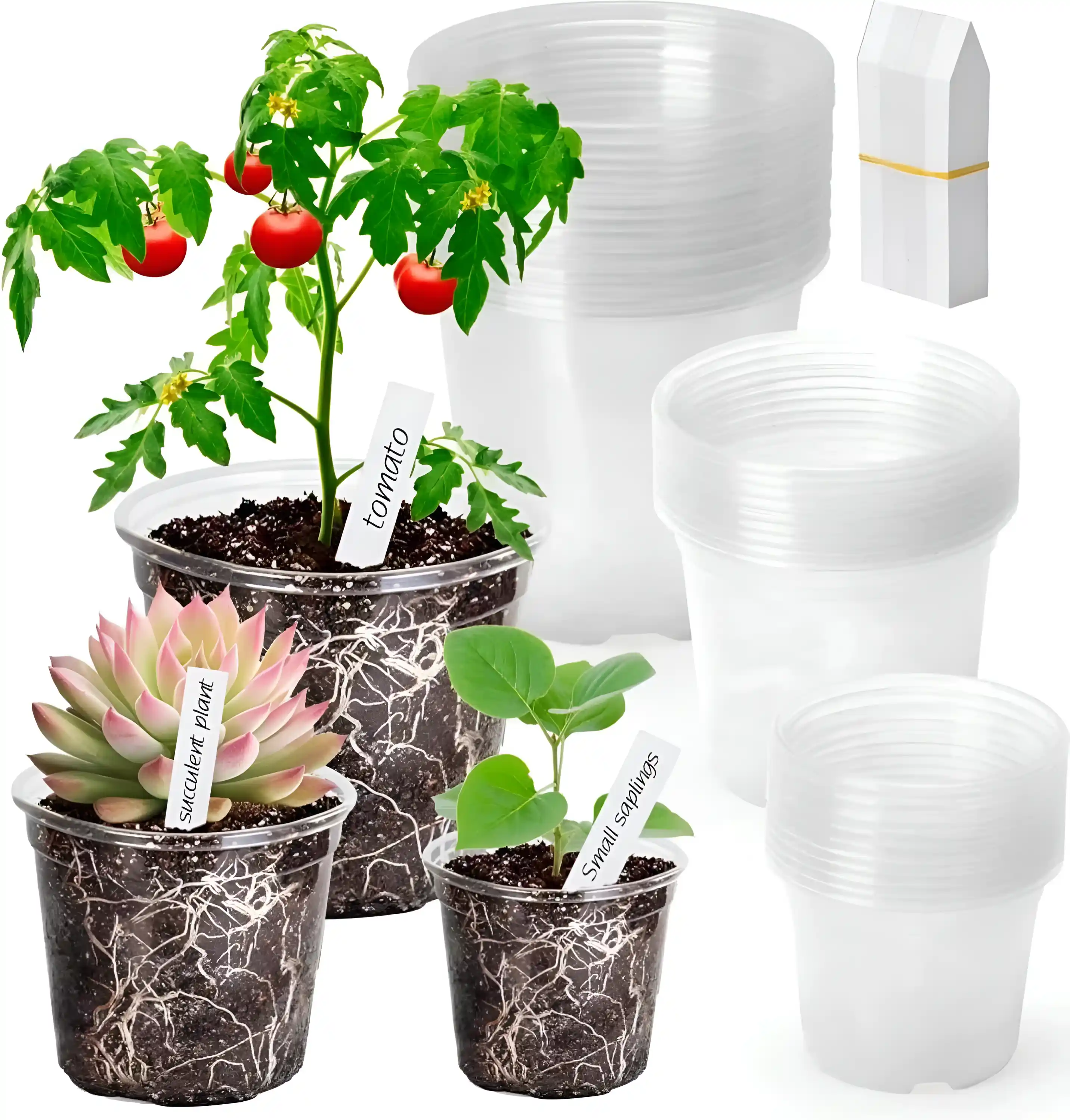 Pack Of 36 Transparent Nursery Plant Pots With Drainage Holes