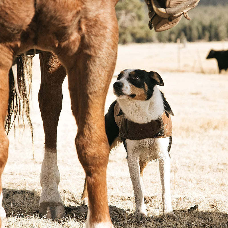 Insulated Dog Chore Coat-Paw Print Pad
