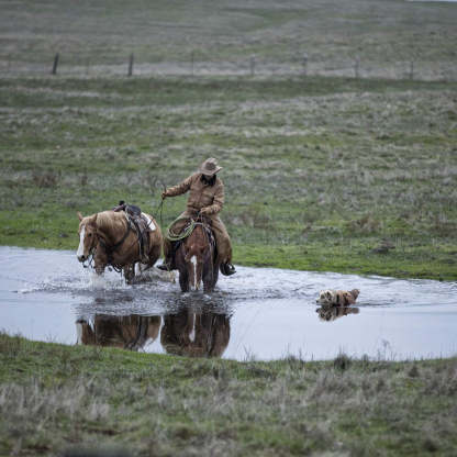 Insulated Dog Chore Coat-Paw Print Pad