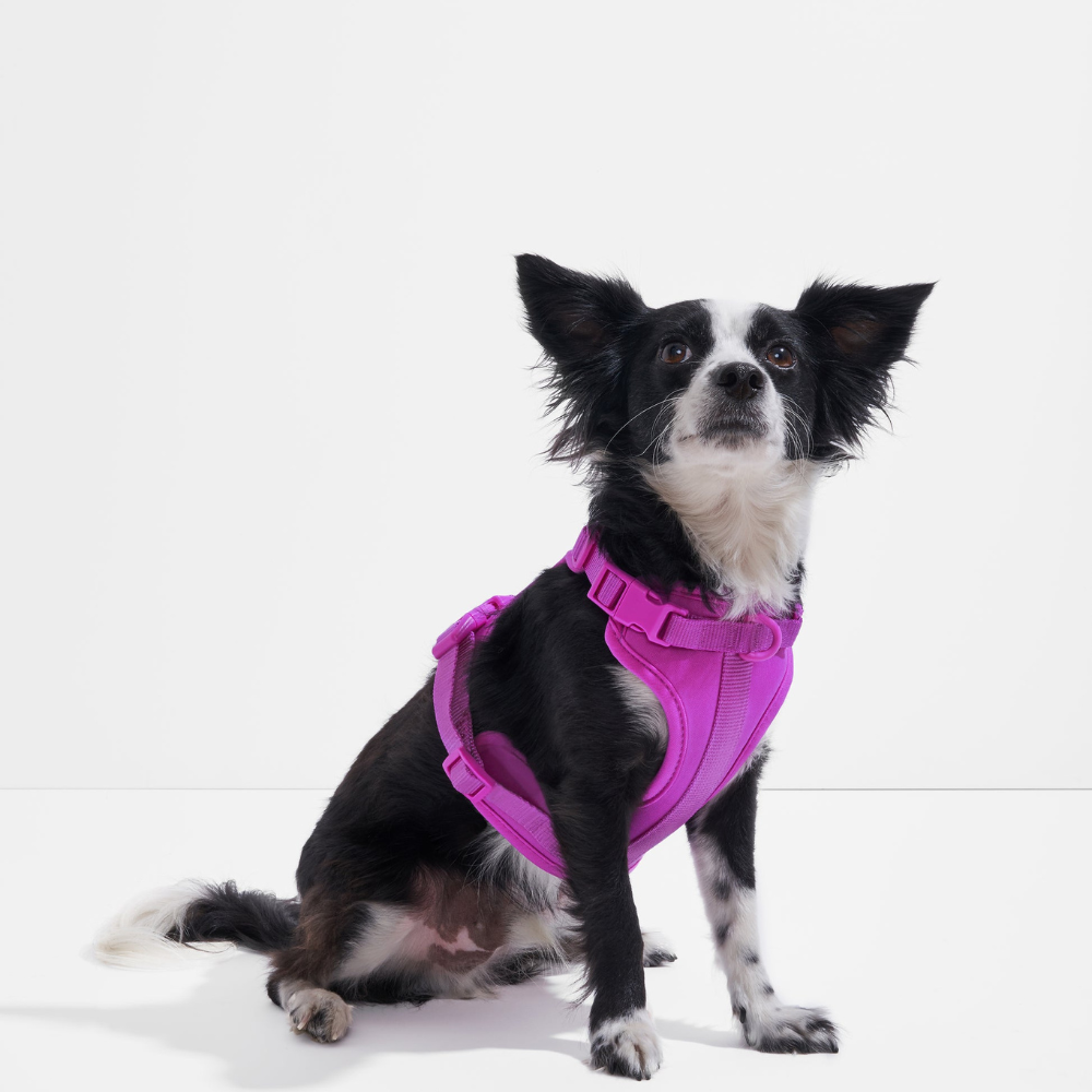 Wild One Dog Harness-Paw Print Pad