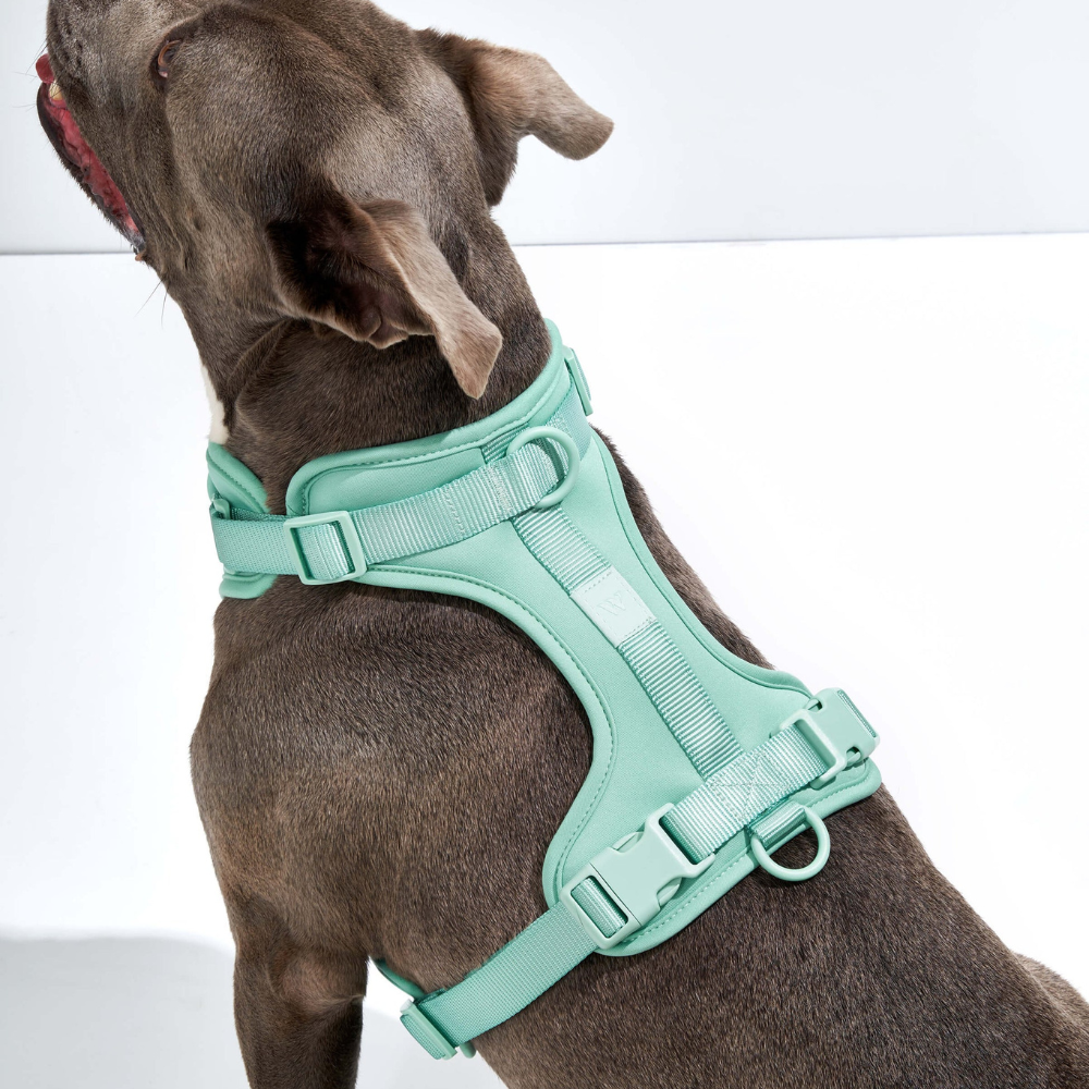 Wild One Dog Harness-Paw Print Pad
