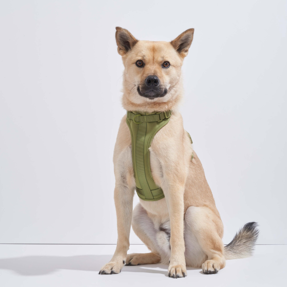 Wild One Dog Harness-Paw Print Pad