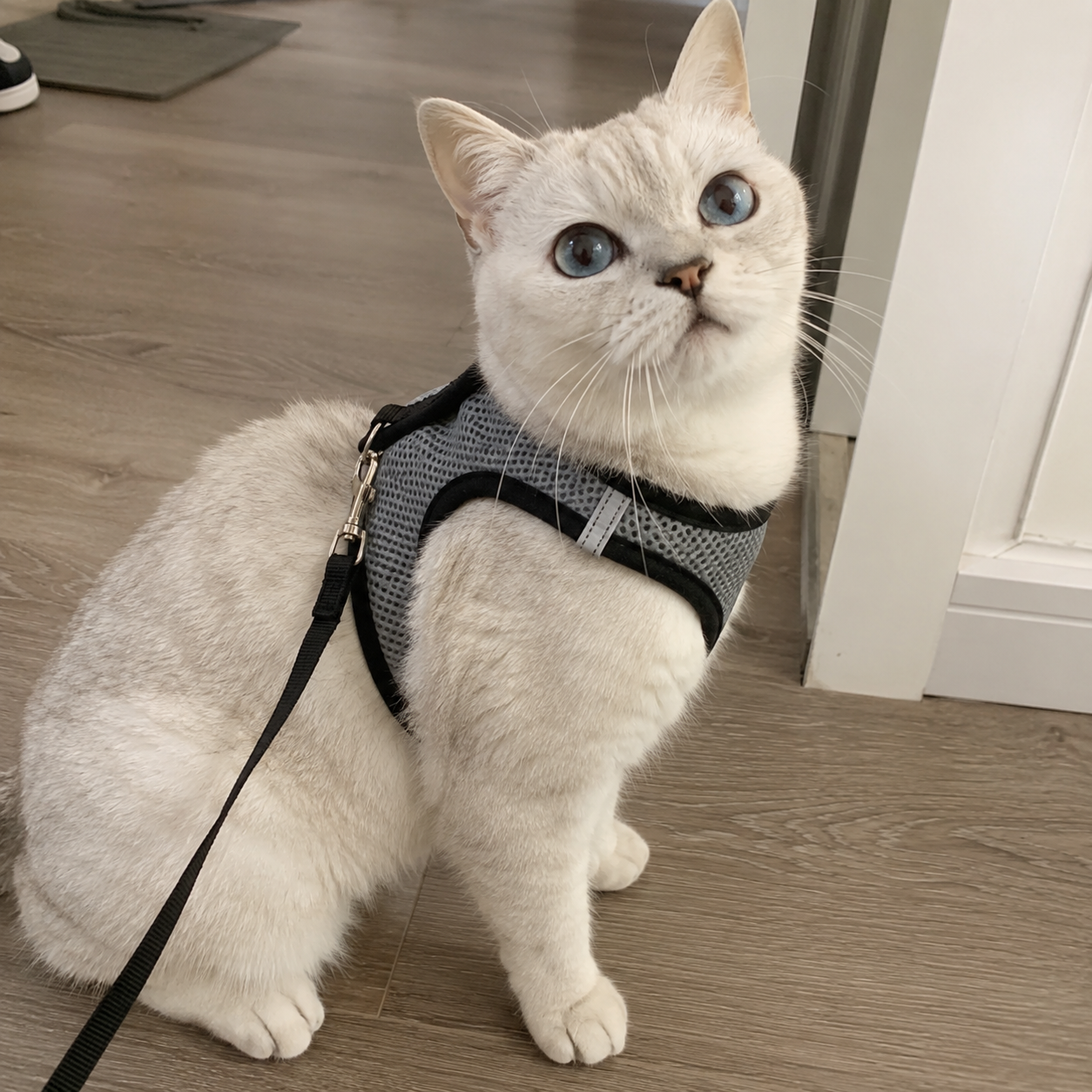 Adjustable Reflective Soft Vest Harness And Leash For Cats