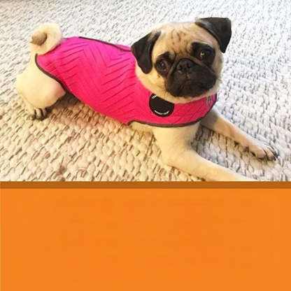Dogs Clothing, Dog Jacket, Platinum, Large-Paw Print Pad