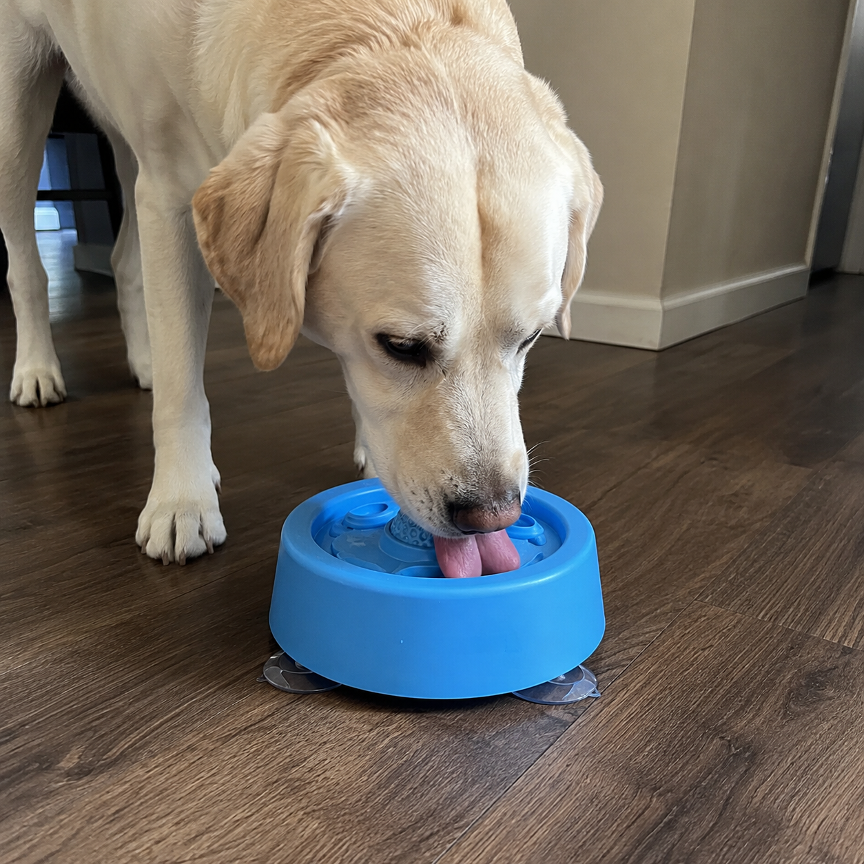 No Spill Dog Feeder Bowl With Suction Base