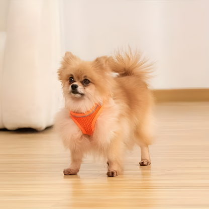 [Copy]Rectangular Pet Floor Mat With Cushioned Support And Paw Print Pattern