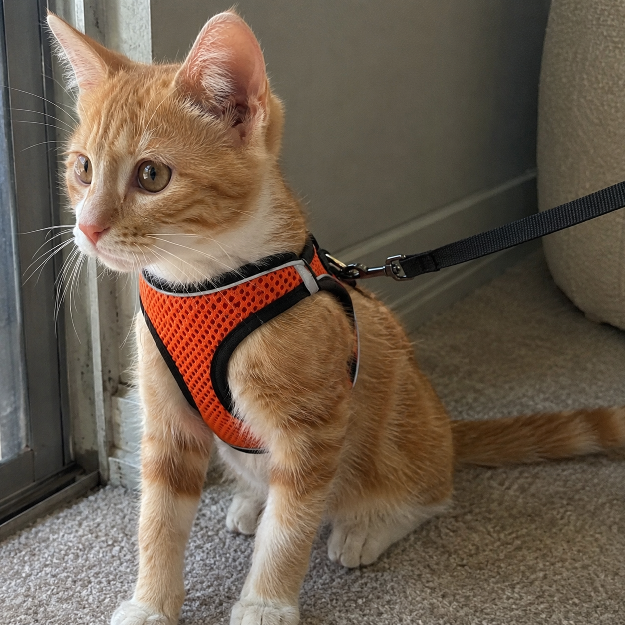 Adjustable Reflective Soft Vest Harness And Leash For Cats