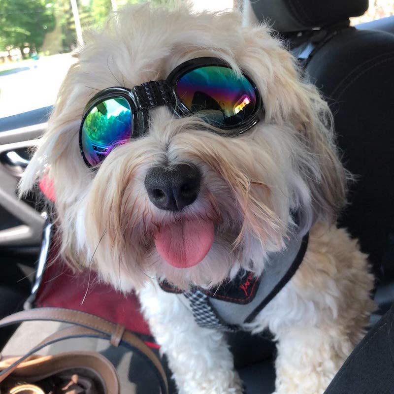 Dog Goggles Eye Wear Protection Waterproof Pet Sunglasses for Dogs About Over 15 lbs (Pink)-Paw Print Pad