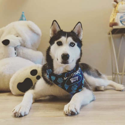 Dog Birthday Bandana, Dog Birthday Boy Hat Scarfs Flag Balloon With Cute-Doggie Birthday Party Supplies Decorations (11-Piece Set)-Paw Print Pad