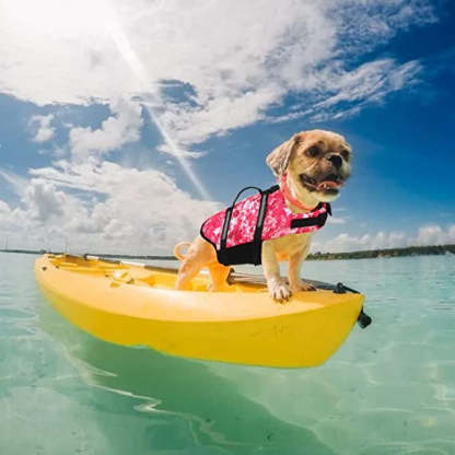 Beach Boating With High Buoyancy, Dog Flotation Vest For Dogs-Paw Print Pad