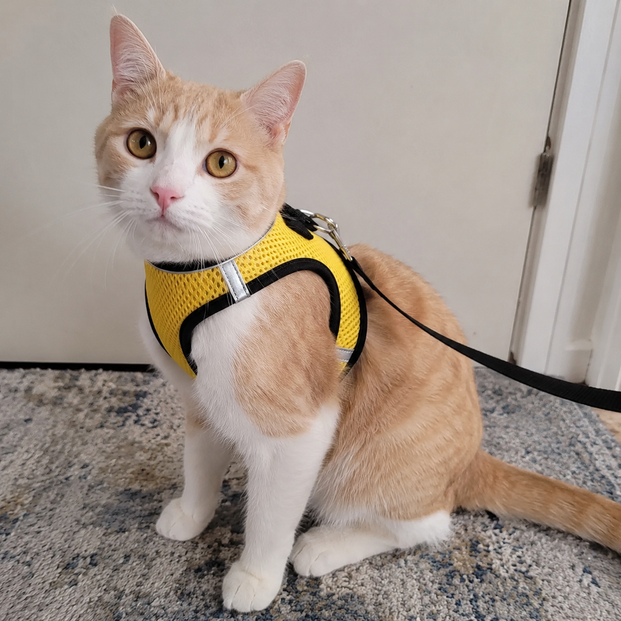 Adjustable Reflective Soft Vest Harness And Leash For Cats