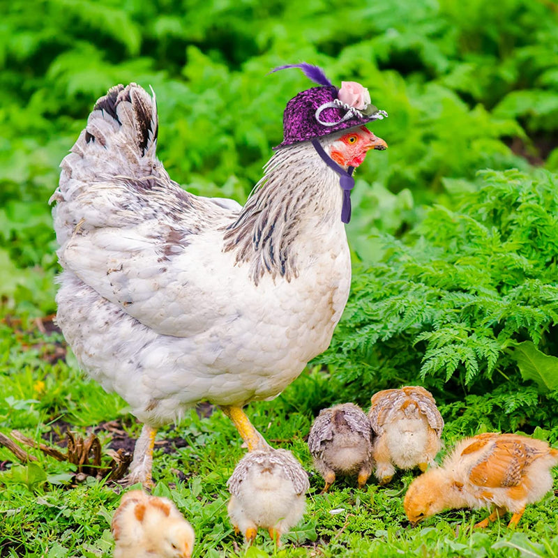 Chicken Hats For Hens Tiny Pets Funny Halloween Accessories Feather Top Hat With Adjustable Elastic Chin Strap-Paw Print Pad