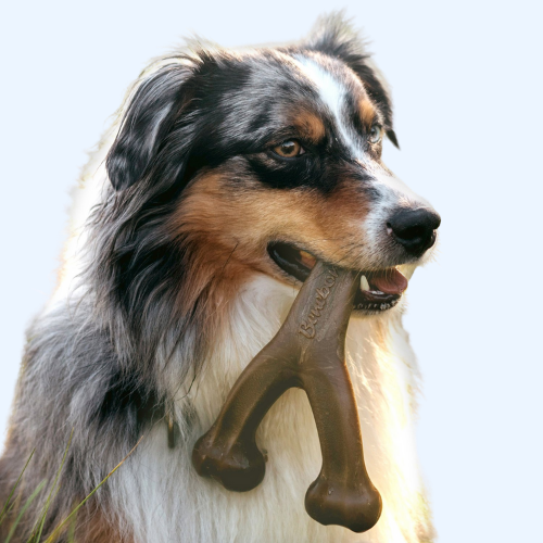 Dog Toys