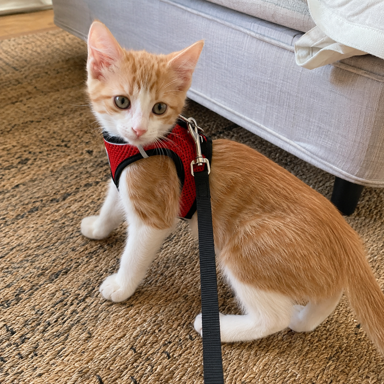 Adjustable Reflective Soft Vest Harness And Leash For Cats