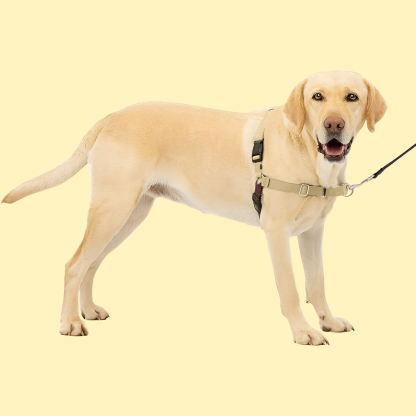 Easy Walk Dog Harness