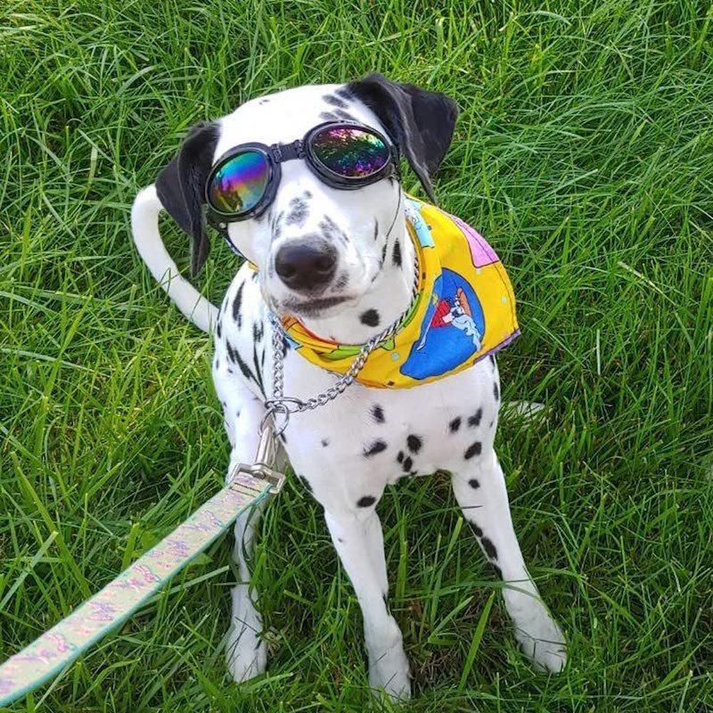 Dog Goggles Eye Wear Protection Waterproof Pet Sunglasses for Dogs About Over 15 lbs (Pink)-Paw Print Pad